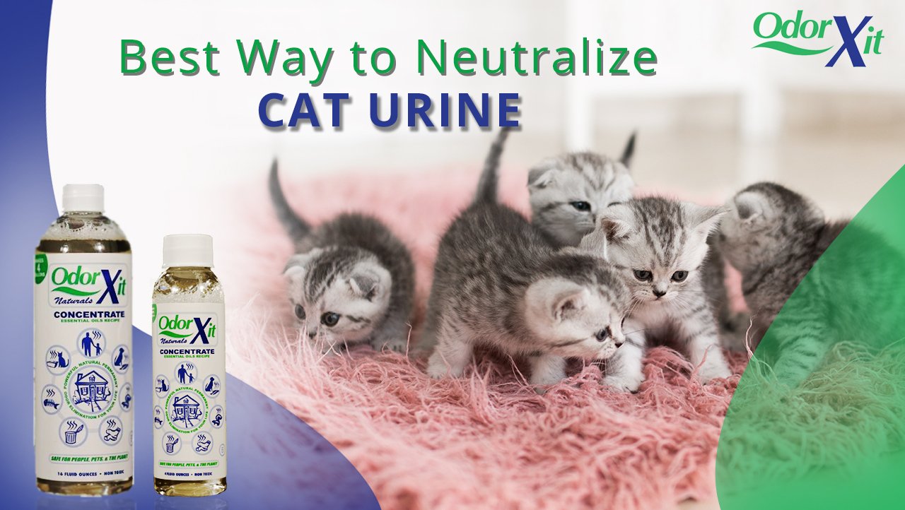 What Is The Best Way To Neutralize Cat Urine How To Remove Cat Urine Smell Permanently
