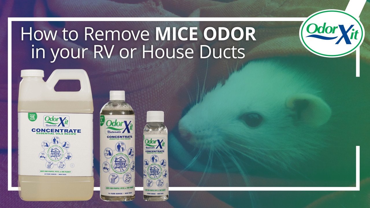 How to Remove Musty Smells in Crawl Spaces Easily for Less Than 50