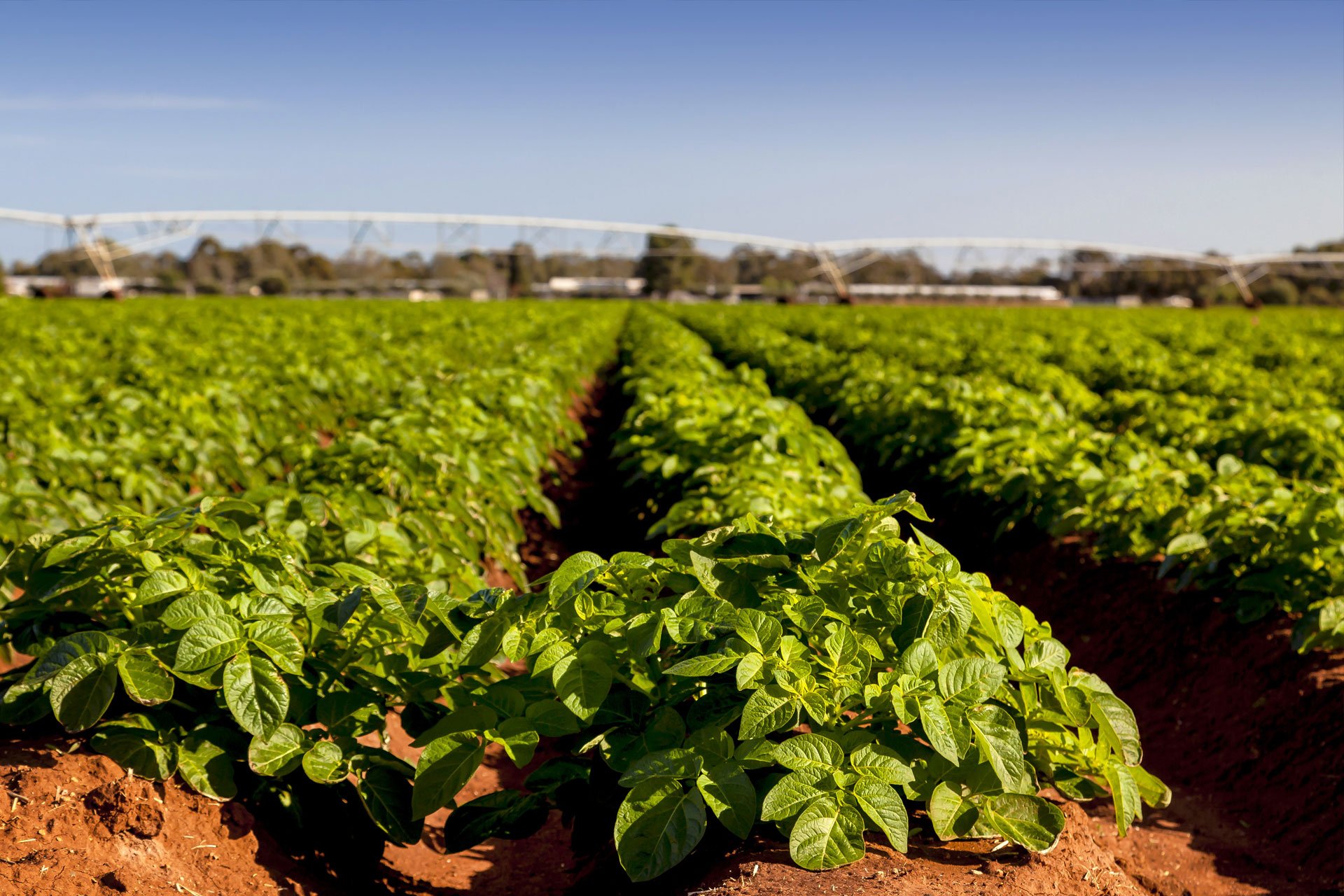 Commercial Worm Farming & Australian Vermiculture