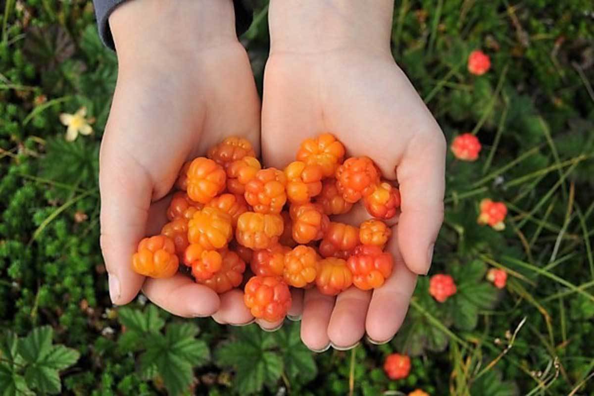 Nature S Health Visi Health Nature S Health Visi Health