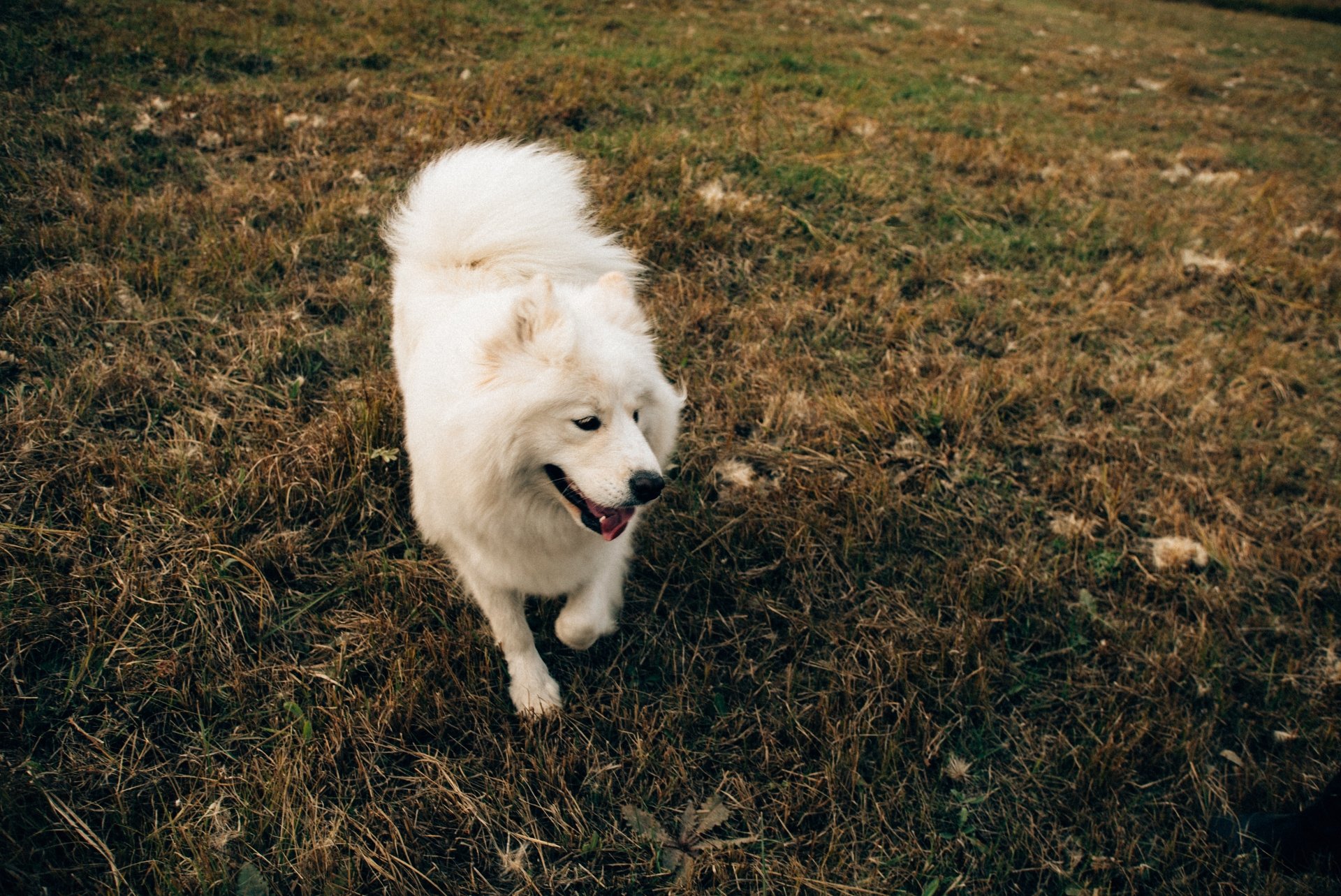 Electric Dog Fence Repair St. Louis Dog Guard