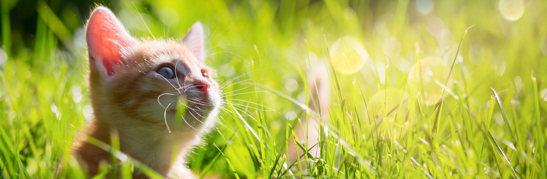 kitten in grass