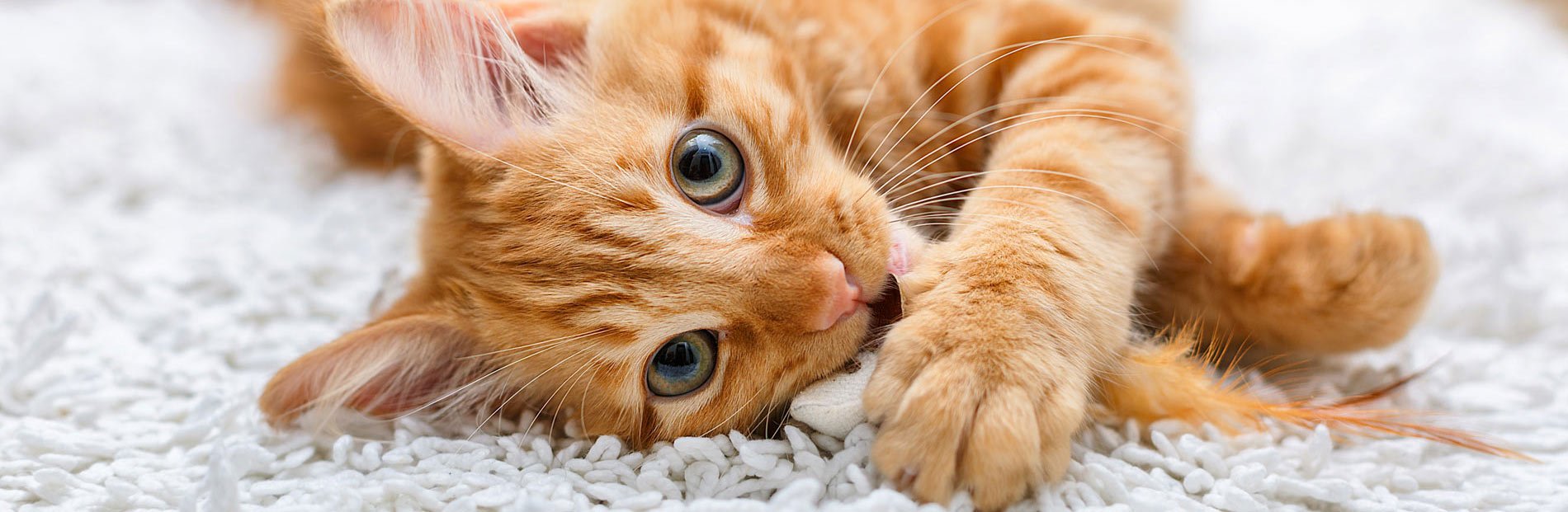 kitten on carpet