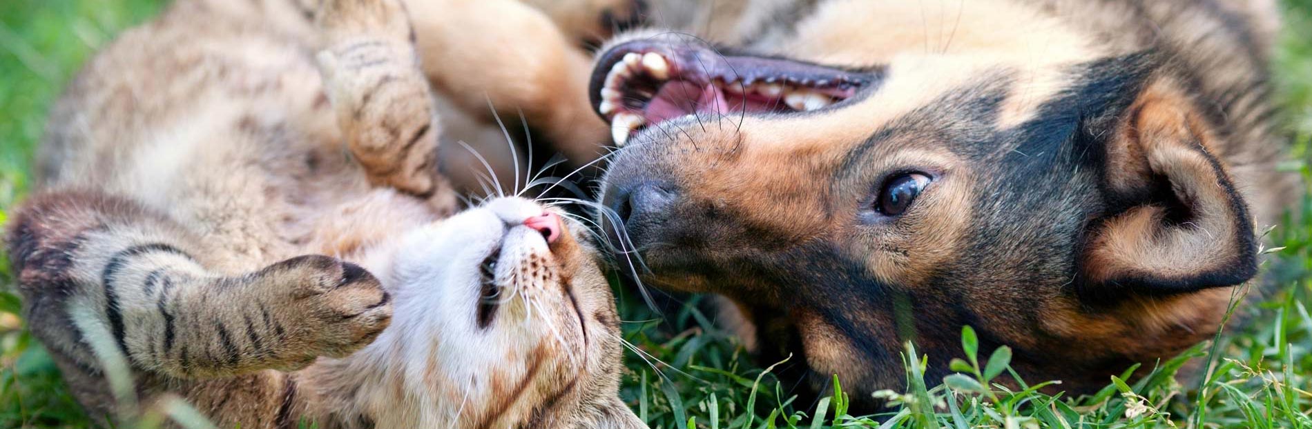 dog and cat playing in grass