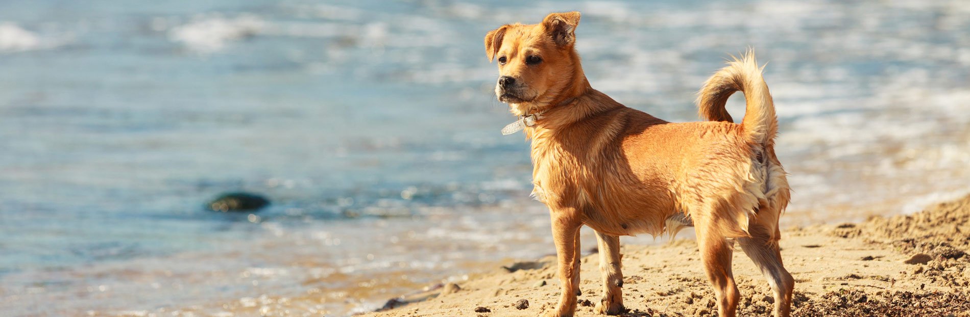 dog on beach