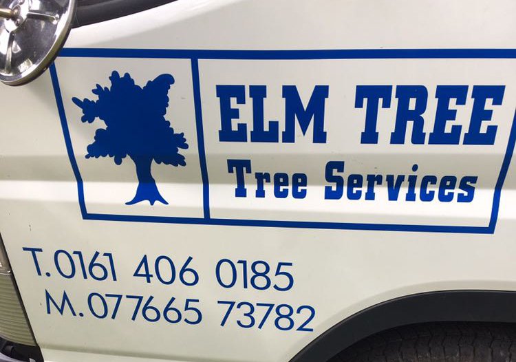 Elm Tree, professional arborist in Stockport