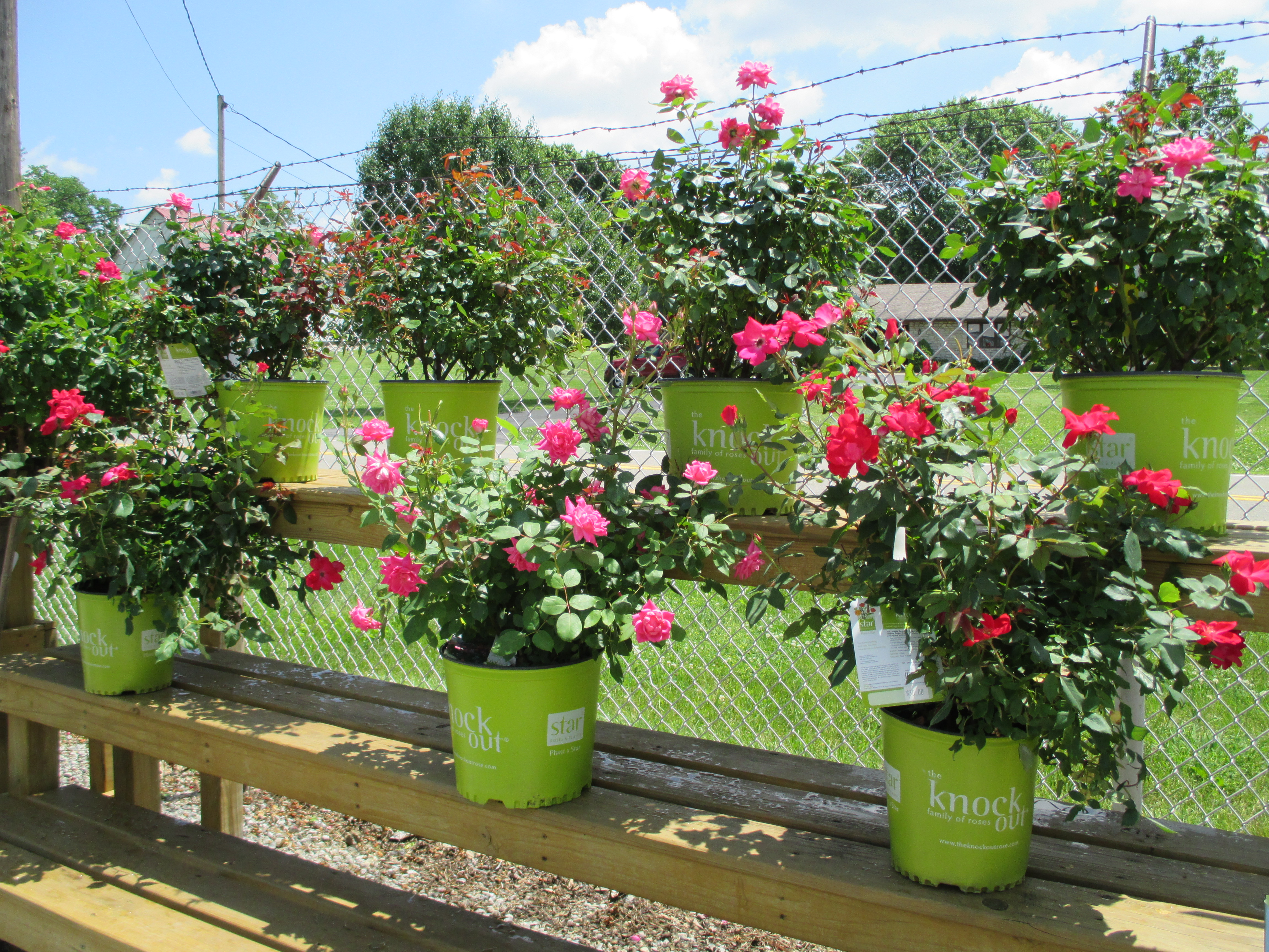 Wilson Garden Center Inc Landscaping & Tree Service Landscaping