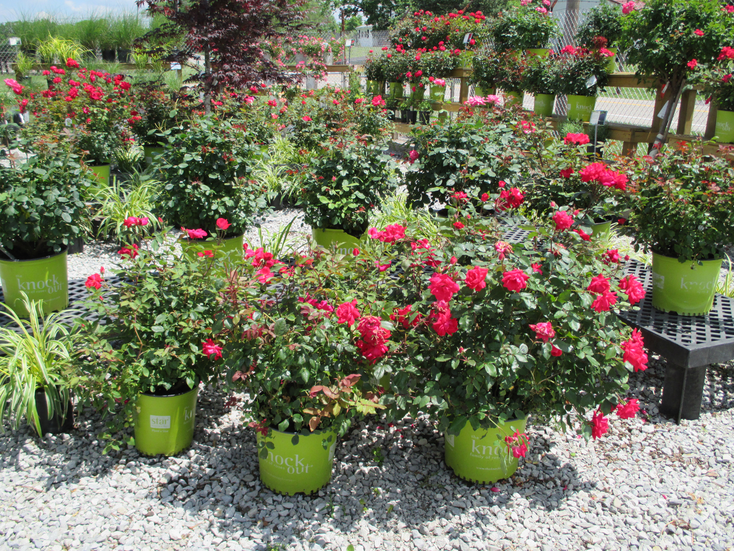 Wilson Garden Center Inc Landscaping & Tree Service Landscaping