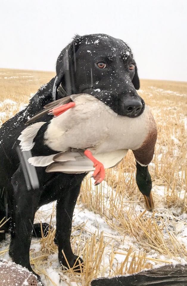 Canada Duck Hunts Guides Outfitter Duck Hunting