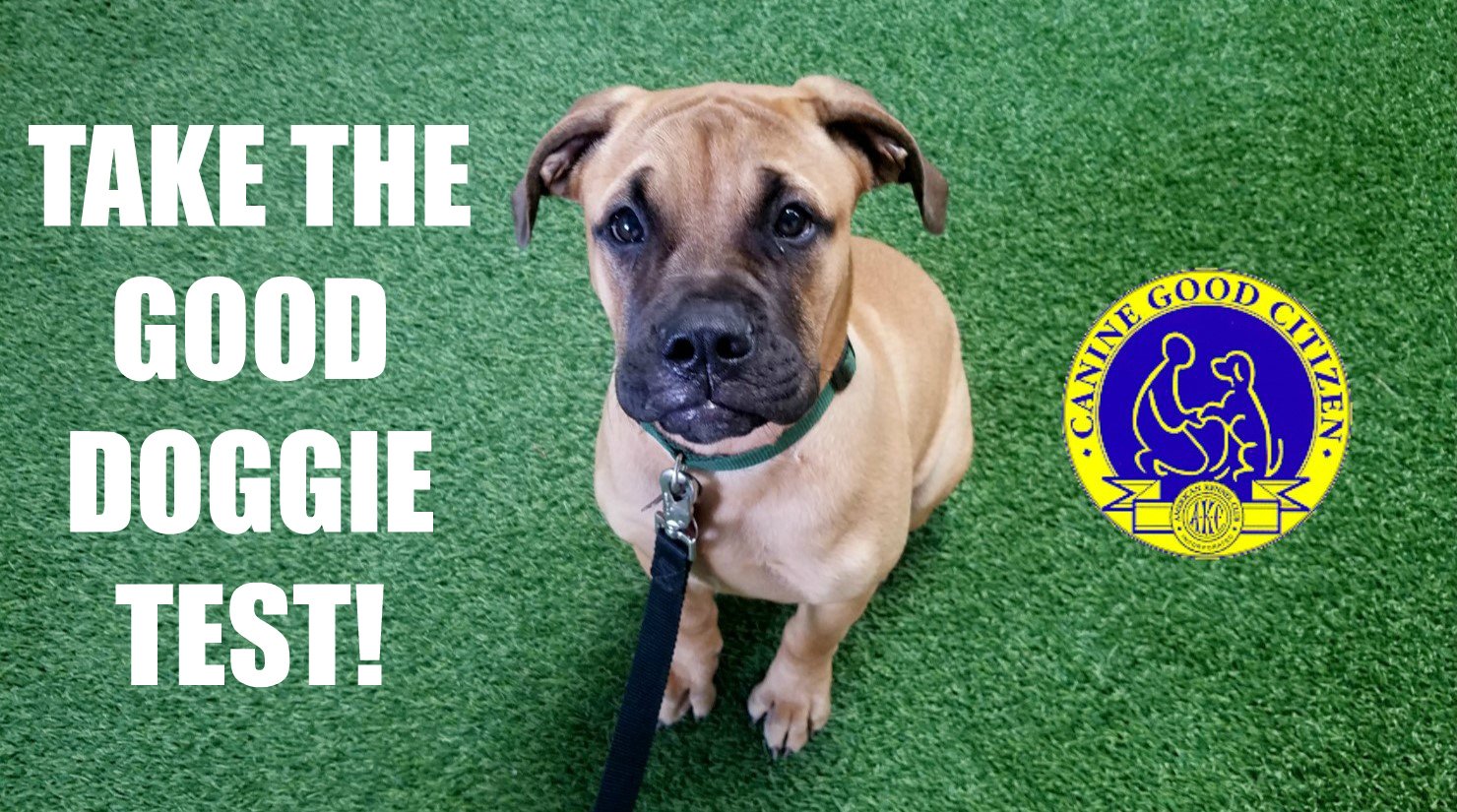 Canine Good Citizen Testing Day!