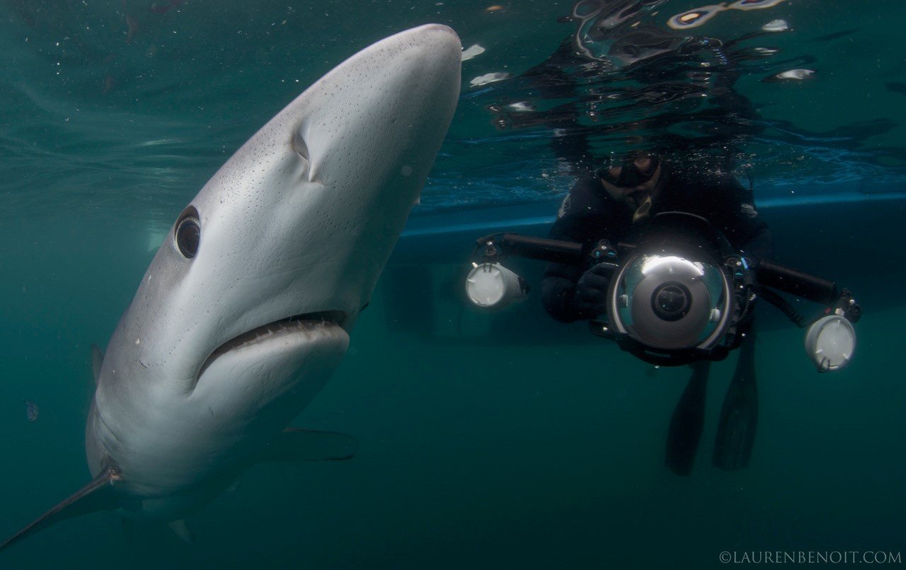 Shark Diving Rhode Island