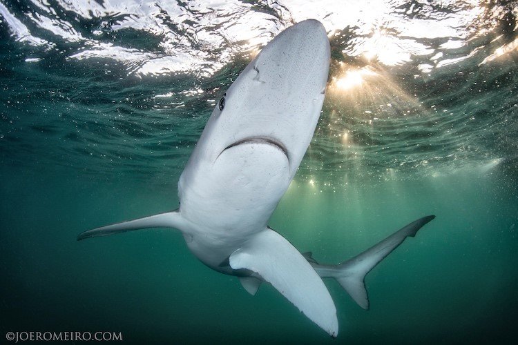 Rhode Island Shark Diving