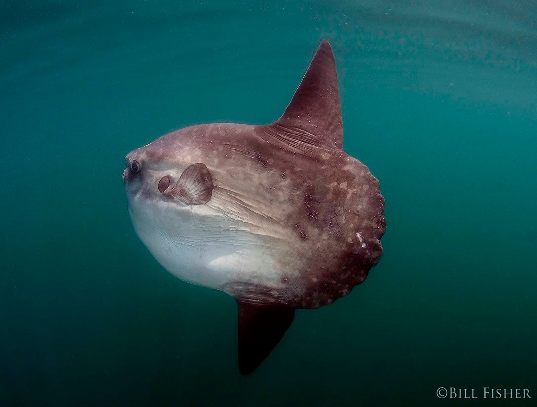 Shark Diving Rhode Island