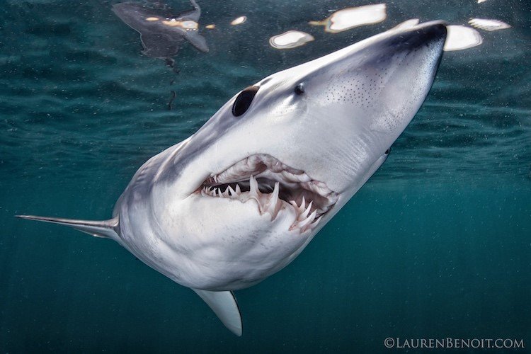 Rhode Island Shark Diving