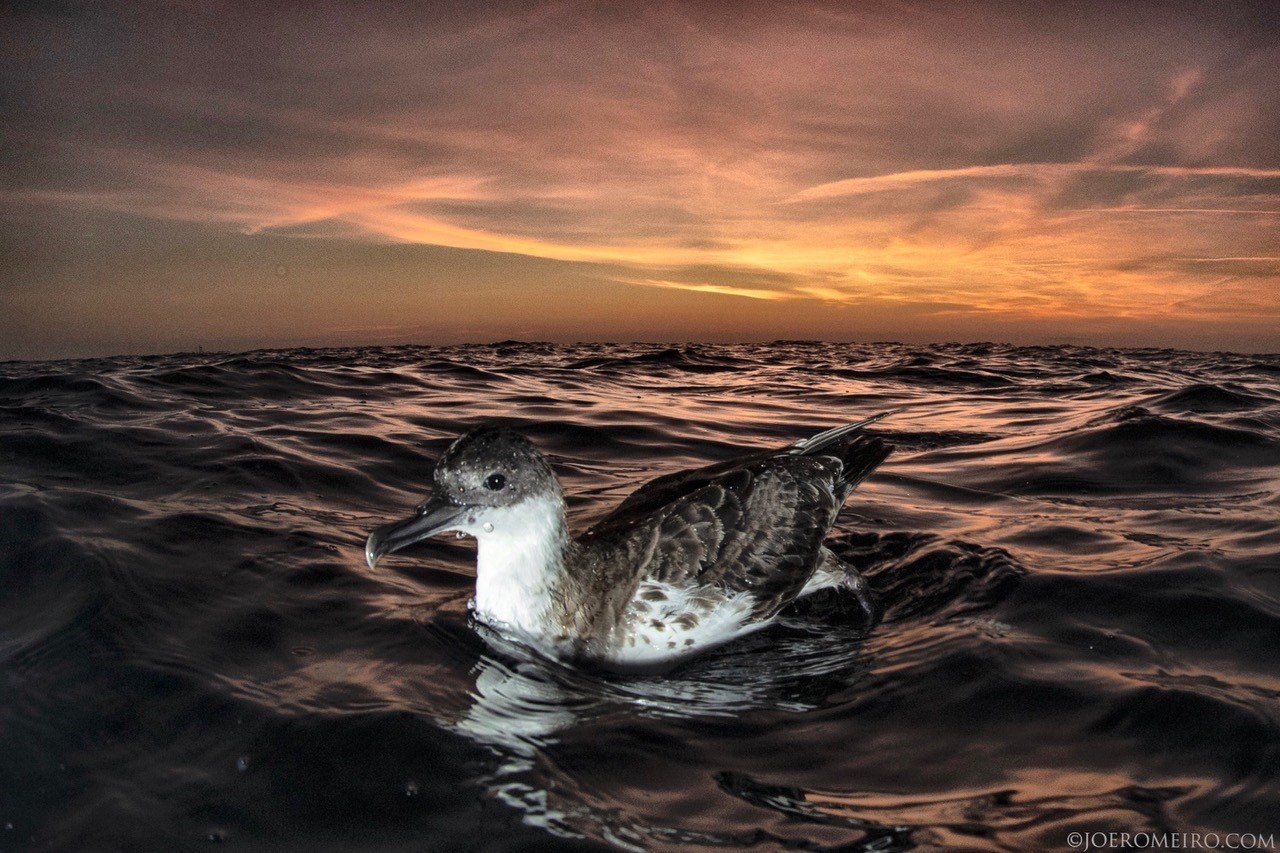 Shark Diving Rhode Island