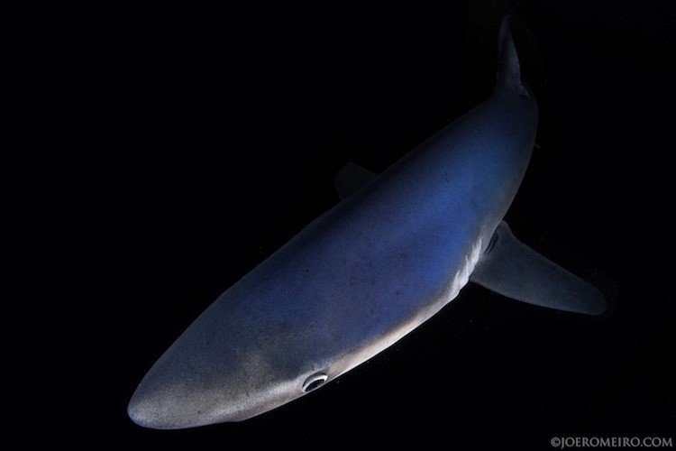 Rhode Island Shark Diving