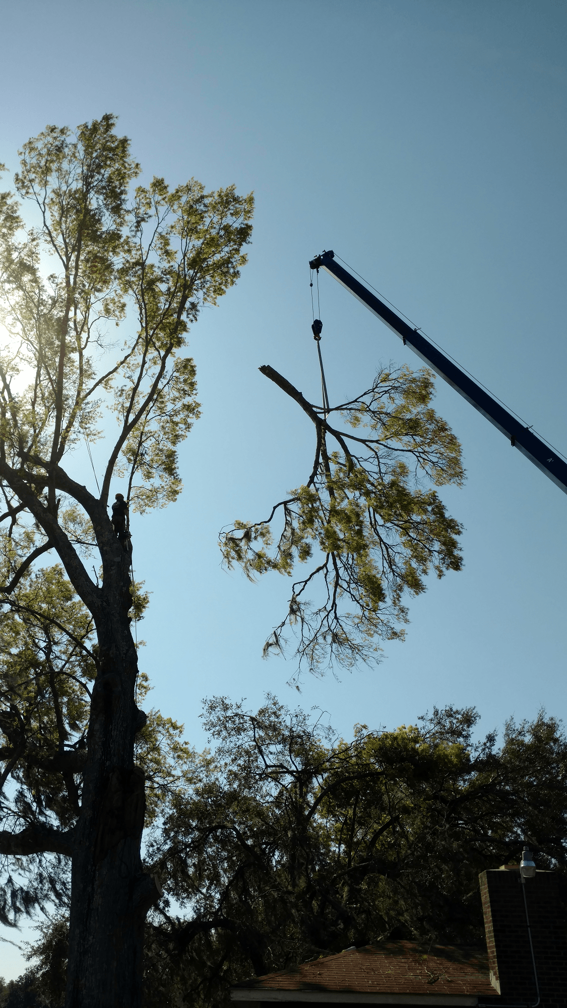 Gallery Whackem & Stackem Tree Service Summerville & Charleston, SC