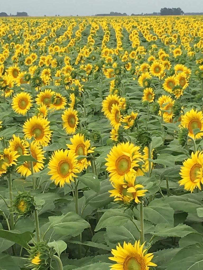 Belgrano Cereales S.R.L.