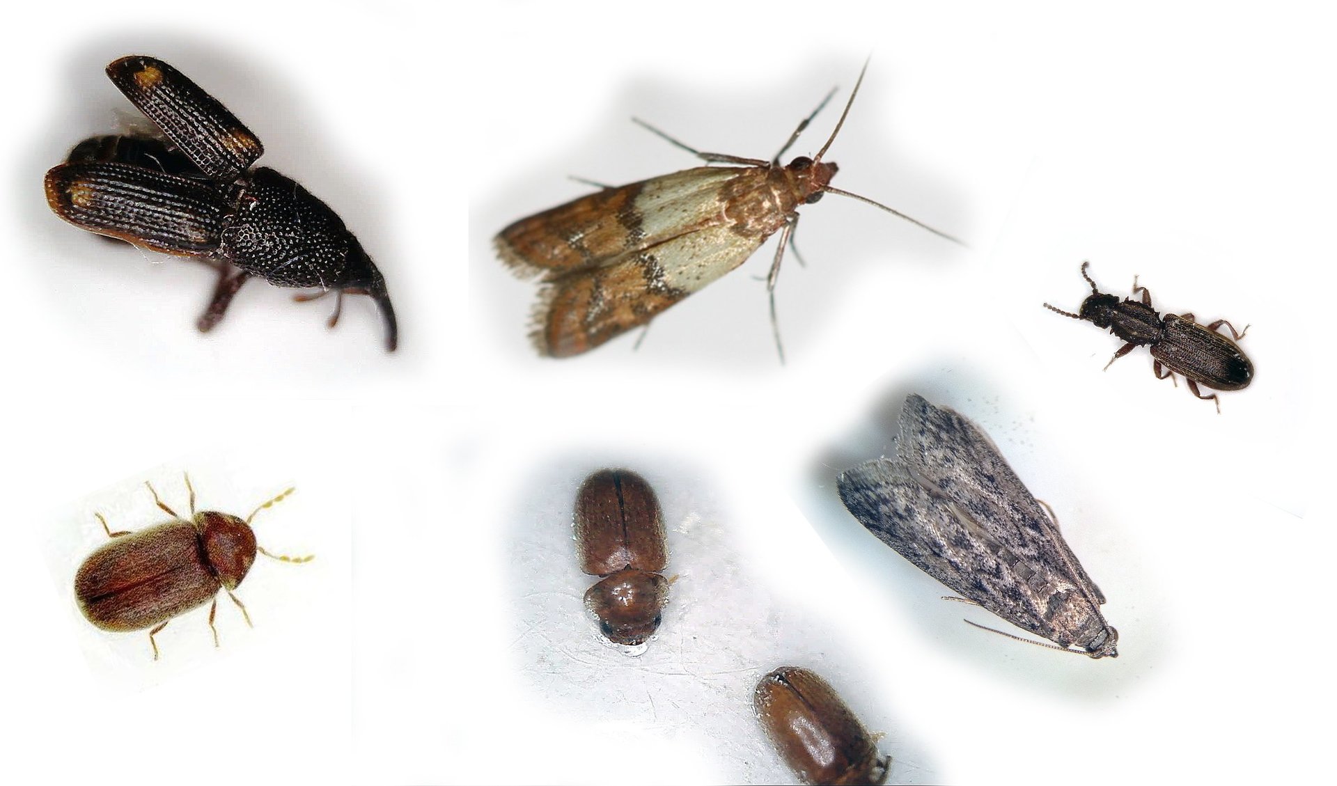 Infestazione da insetti delle derrate alimentari pisa entomox Tarli dei mobili come eliminarli