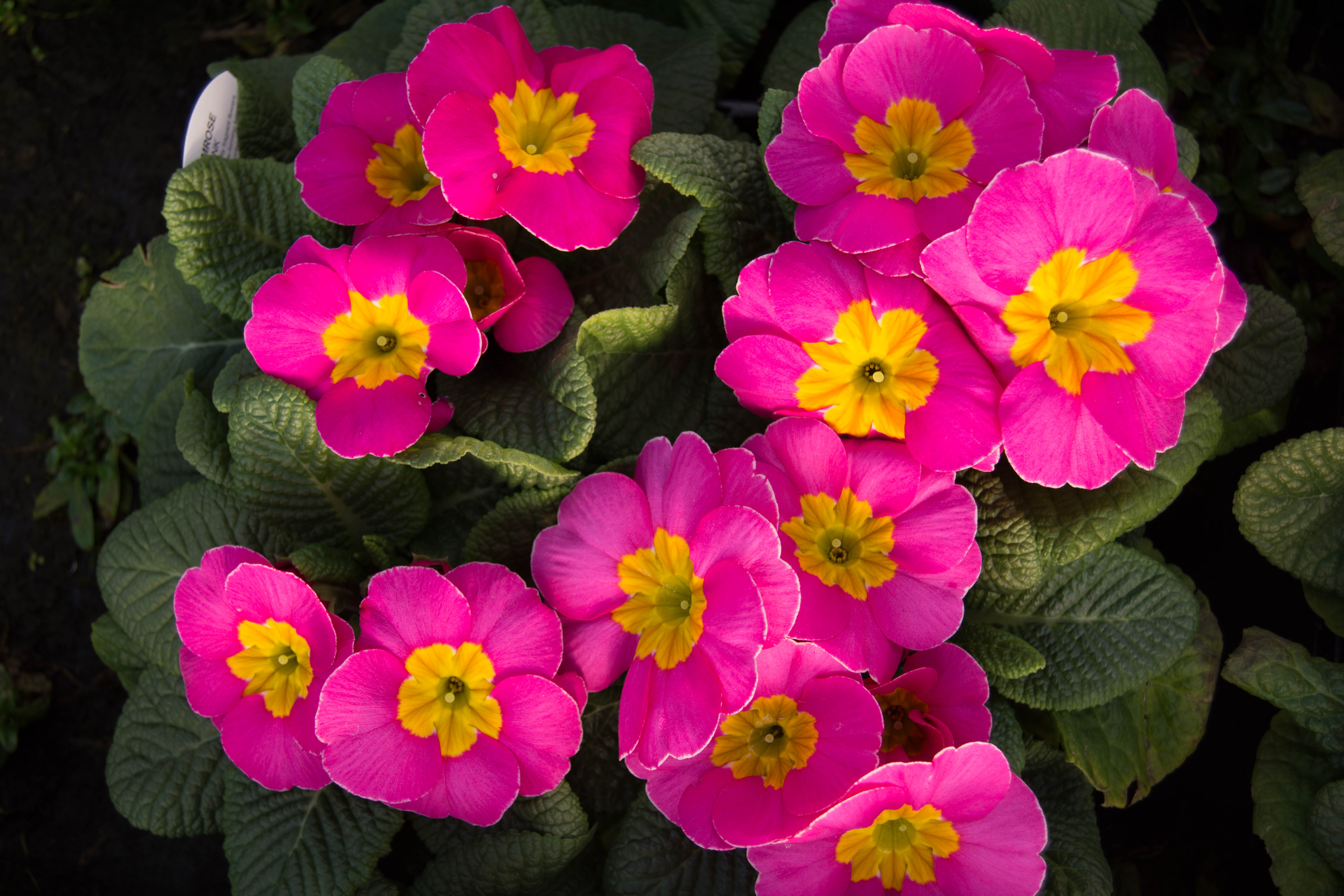 Buy bedding plants in Knutsford