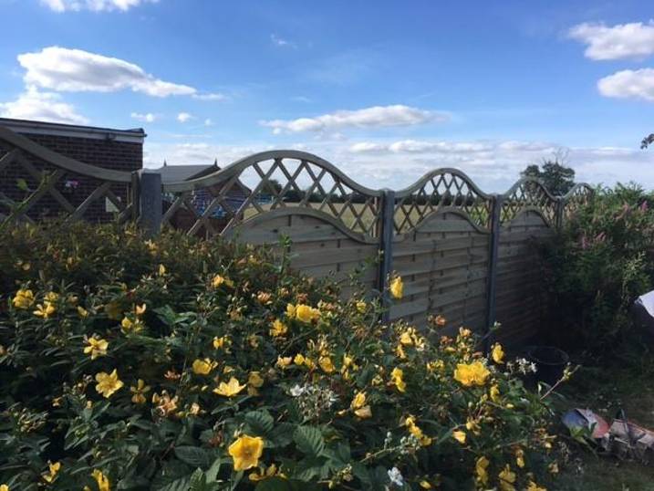 yellow flowers