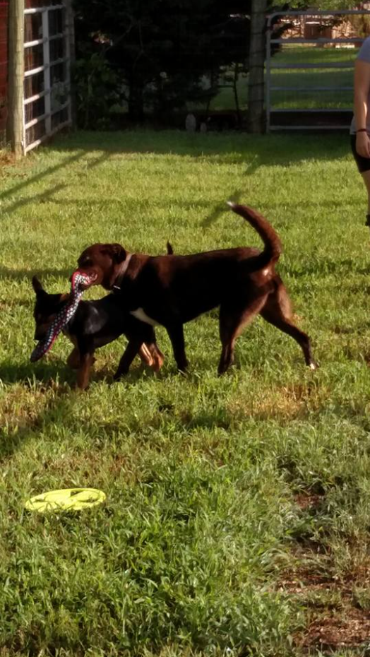 Pet Hotel l Maiden, NC l HowlADay Inn Resort