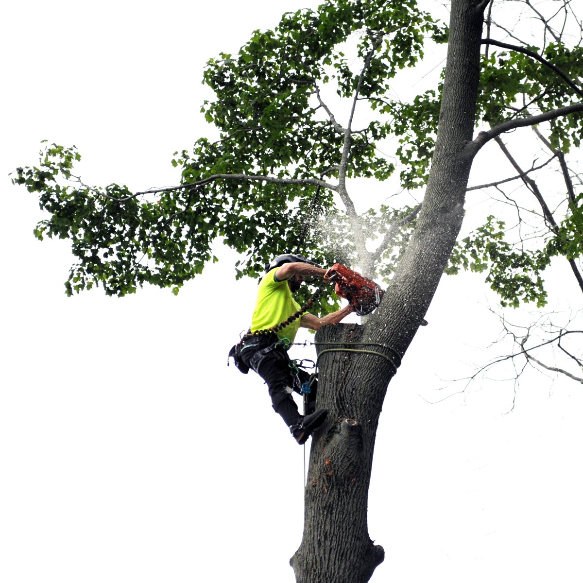 Arborway Tree Care Tree Removal