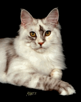 Megacoon Madonna - International Winner