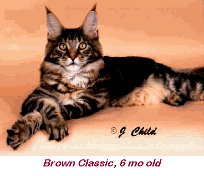 Megacoon Rocky - International Winner