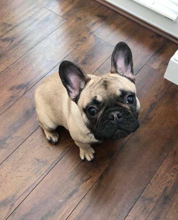 Perfect Pooches Dog Grooming