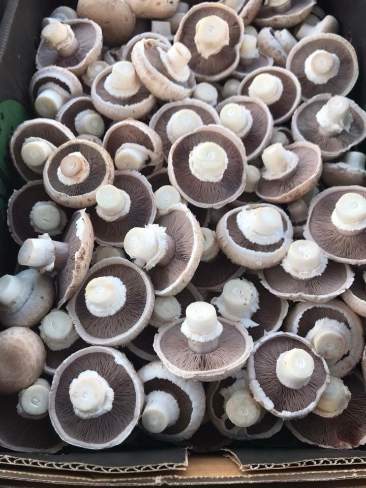 mushrooms