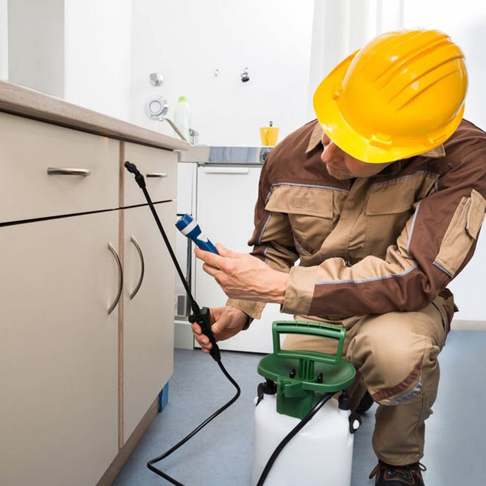 Who We Are Pest Control Experts Fezzy’s Pest Control Ipswich