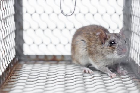 trattamenti per ratti