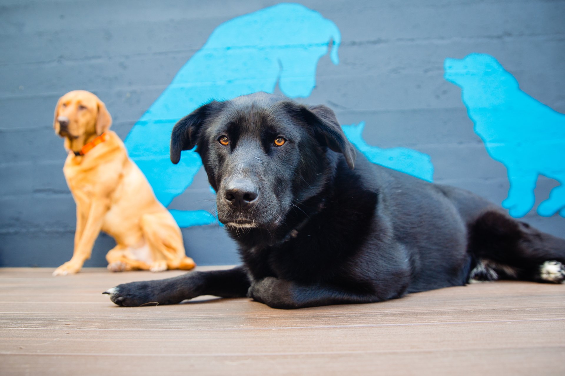 Dogs Dig It Portland Dog Grooming