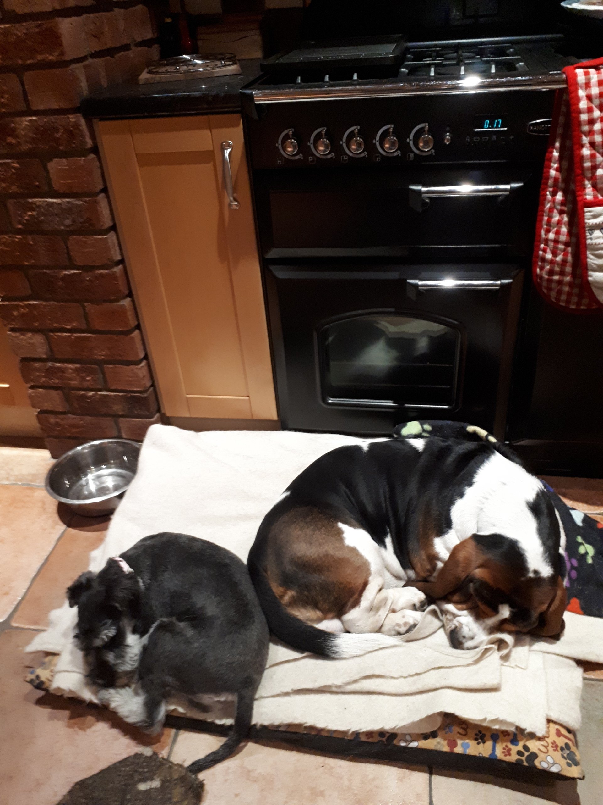 Home Boarding for Dogs