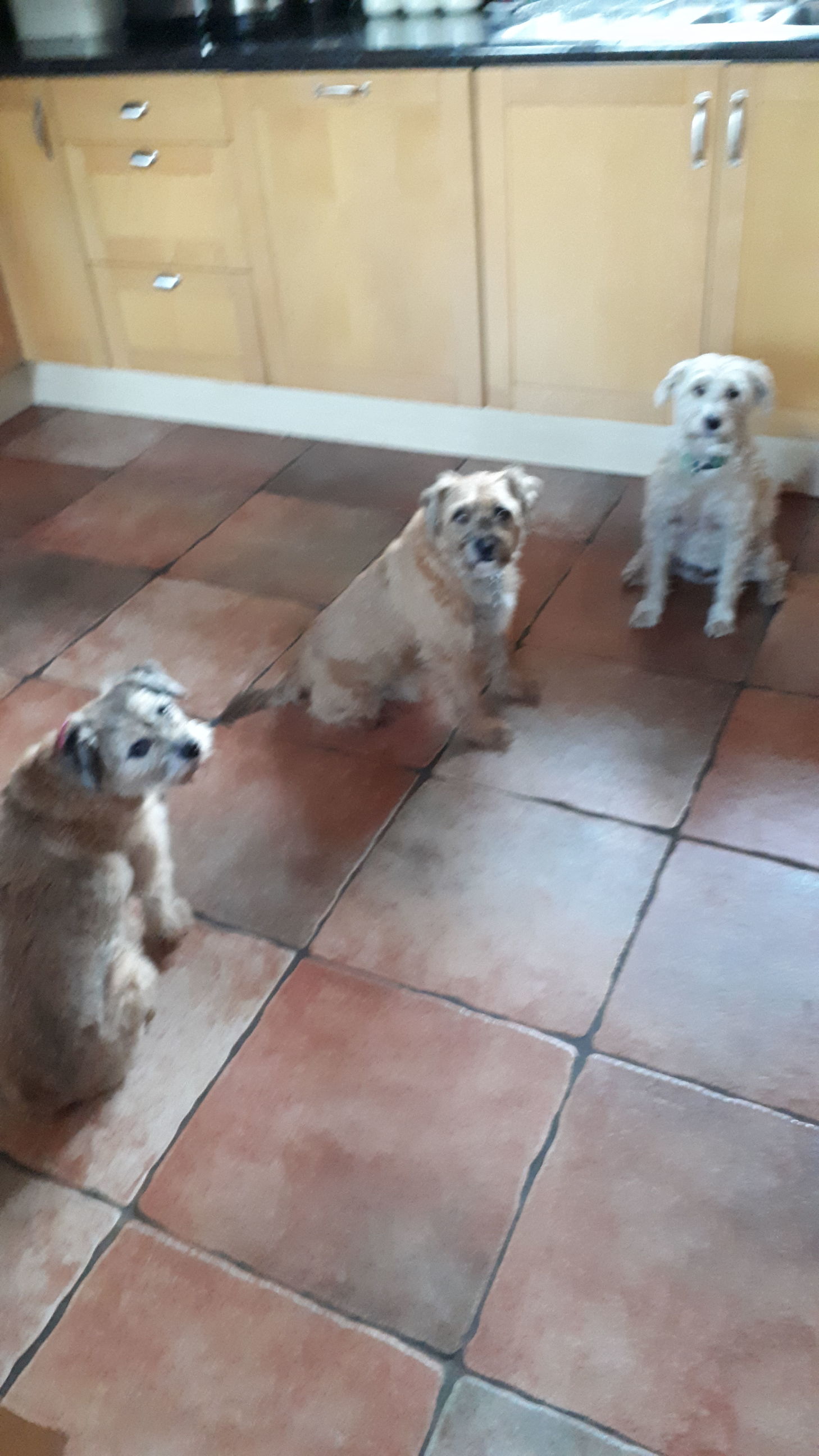 Home Boarding for Dogs