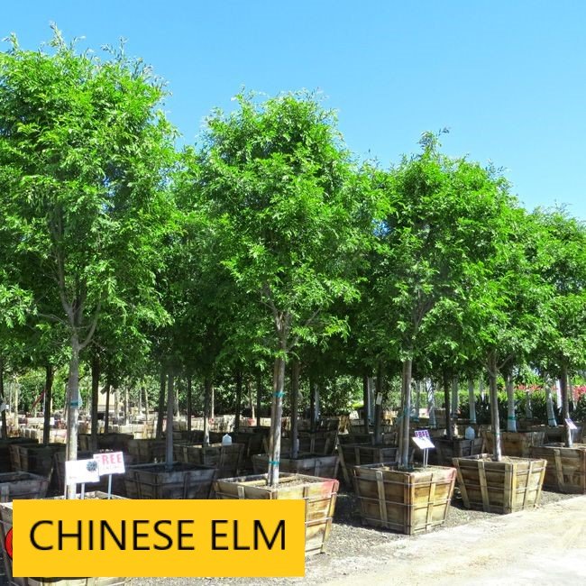 Landscaping Tucson, AZ Arizona Tree and Landscape Service, Inc.