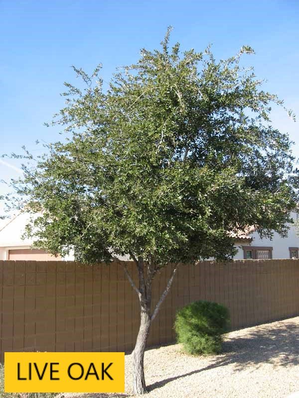 Landscaping Tucson, AZ Arizona Tree and Landscape Service, Inc.