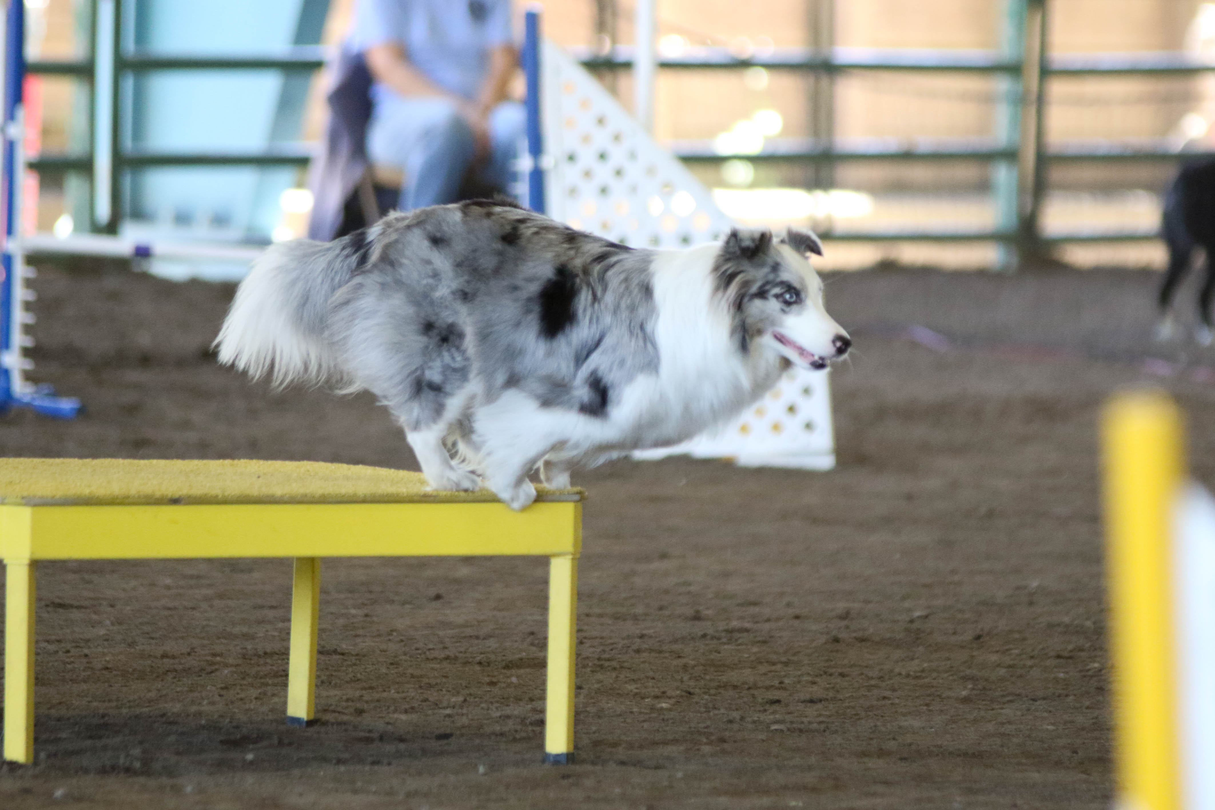 Reverse Spin in Dog Agility