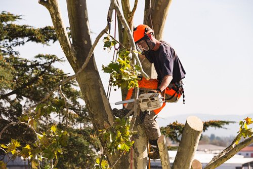 Fallen Tree Removal Charlotte, NC Hartsell Tree Service