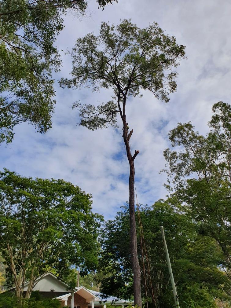 Tree Lopping Gold Coast | Best Price & ServiceTree Loppers Gold Coast