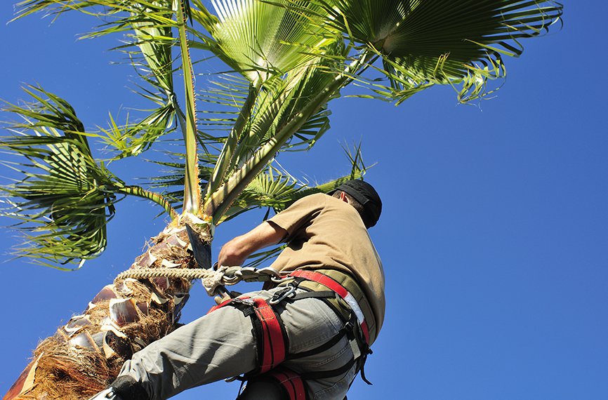 Best Tree Loppers Gold Coast Tree Lopping Gold Coast Tree Removal In