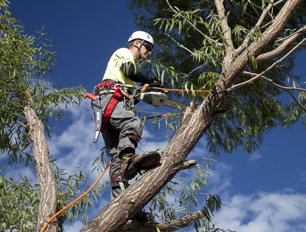 Best Tree Loppers Gold Coast Tree Lopping Gold Coast Tree Removal In Gold Coast
