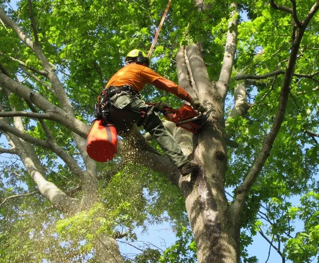 Tree Lopping Gold Coast Best Price & Service Tree Loppers Gold Coast