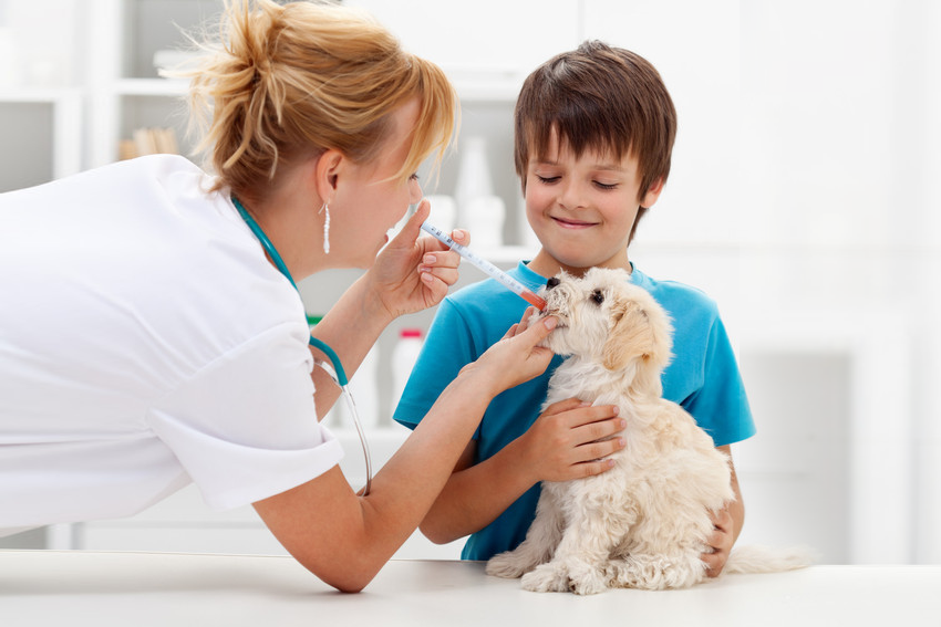 Pet care Ash House Vets Ltd