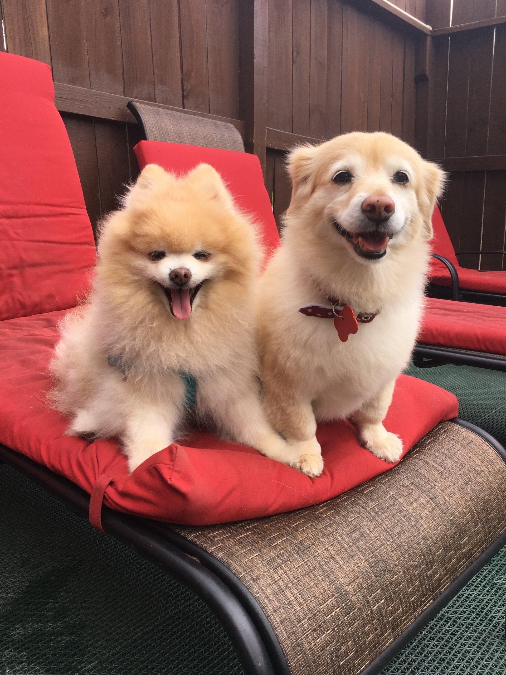 Houston Dog Daycare, Boarding, & Grooming Dogs R Dogs