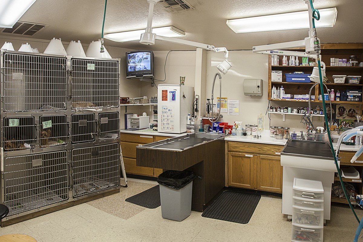 Folsom Veterinary Hospital Medical Services