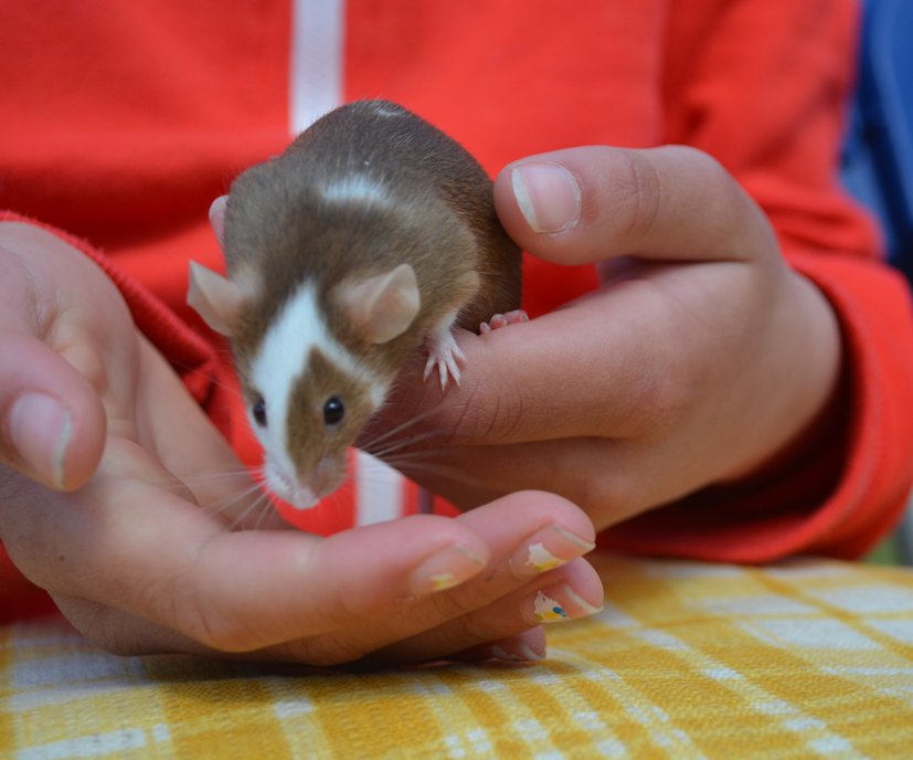 Hanstead Mouse Our Animals