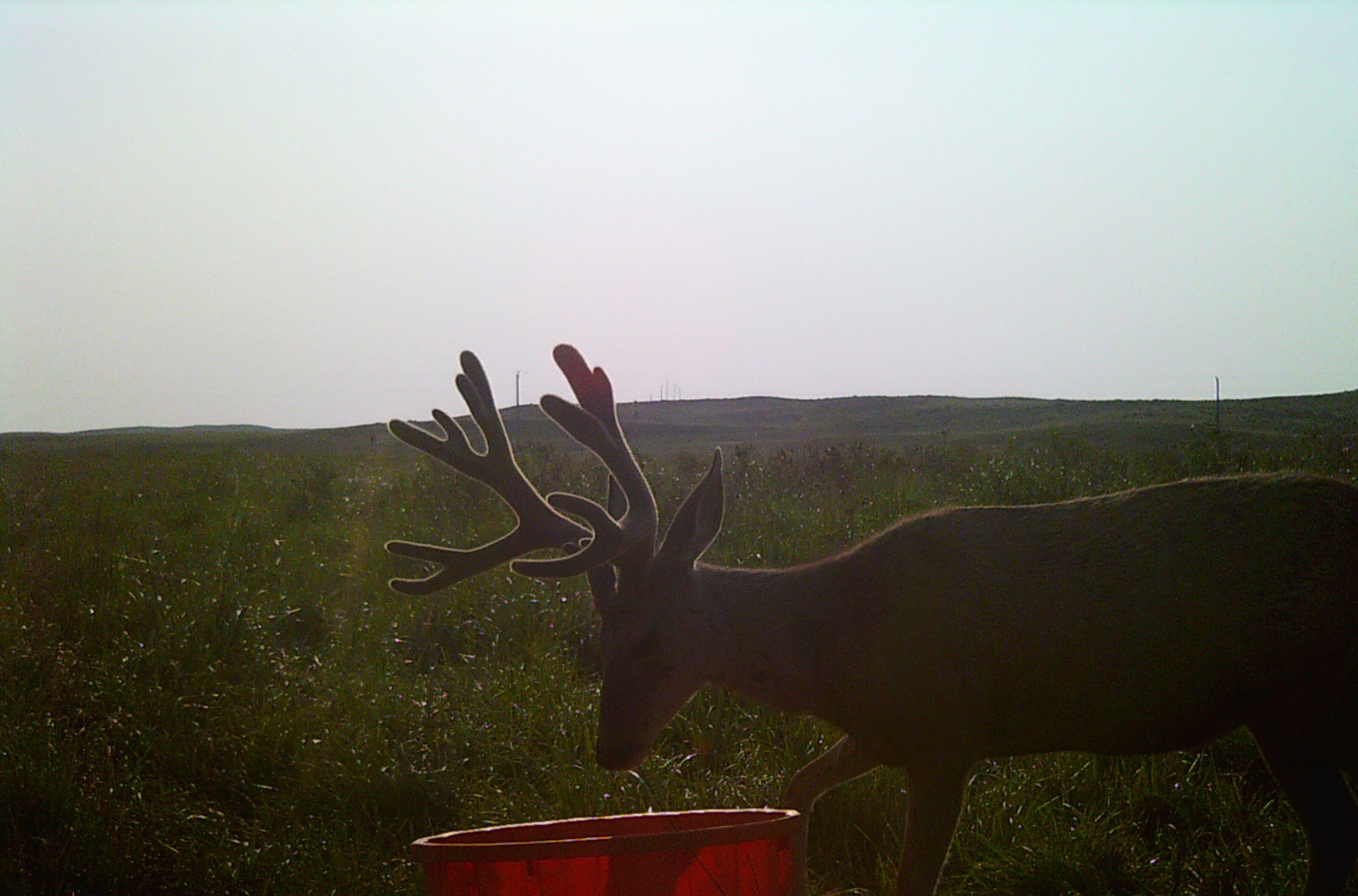 Trophy mule deer in Nebraska