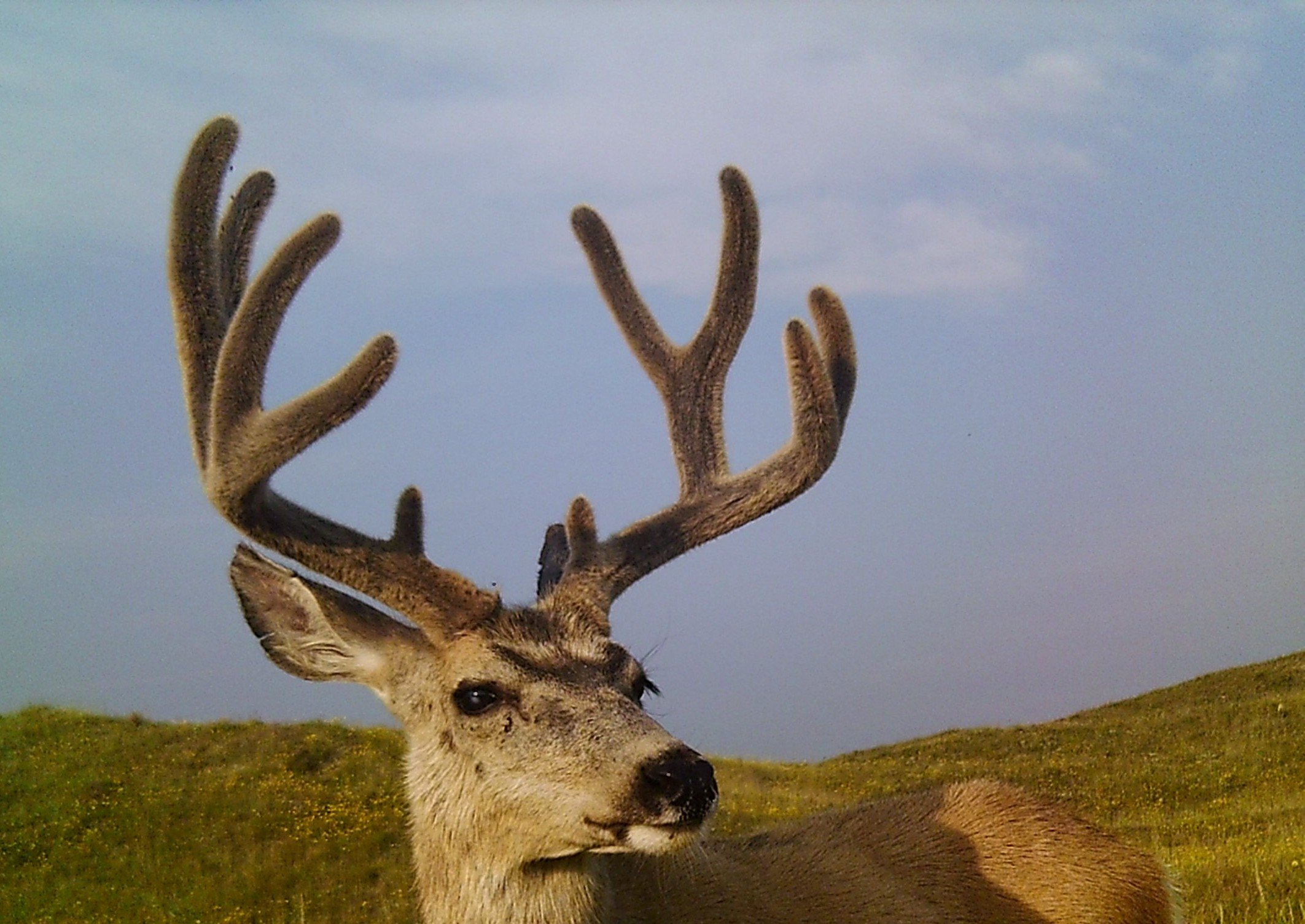 Booking your next Nebraska mule deer hunt